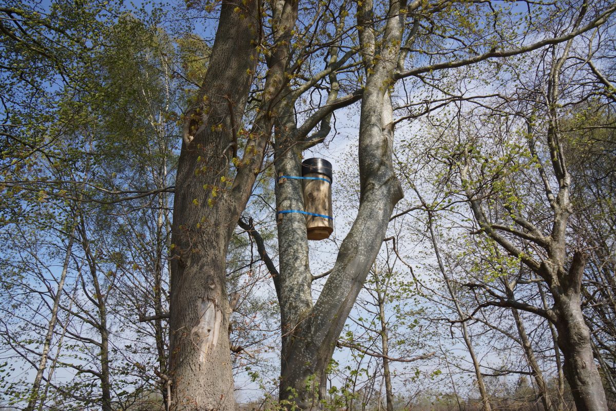 Kurs i vegansk apikultur