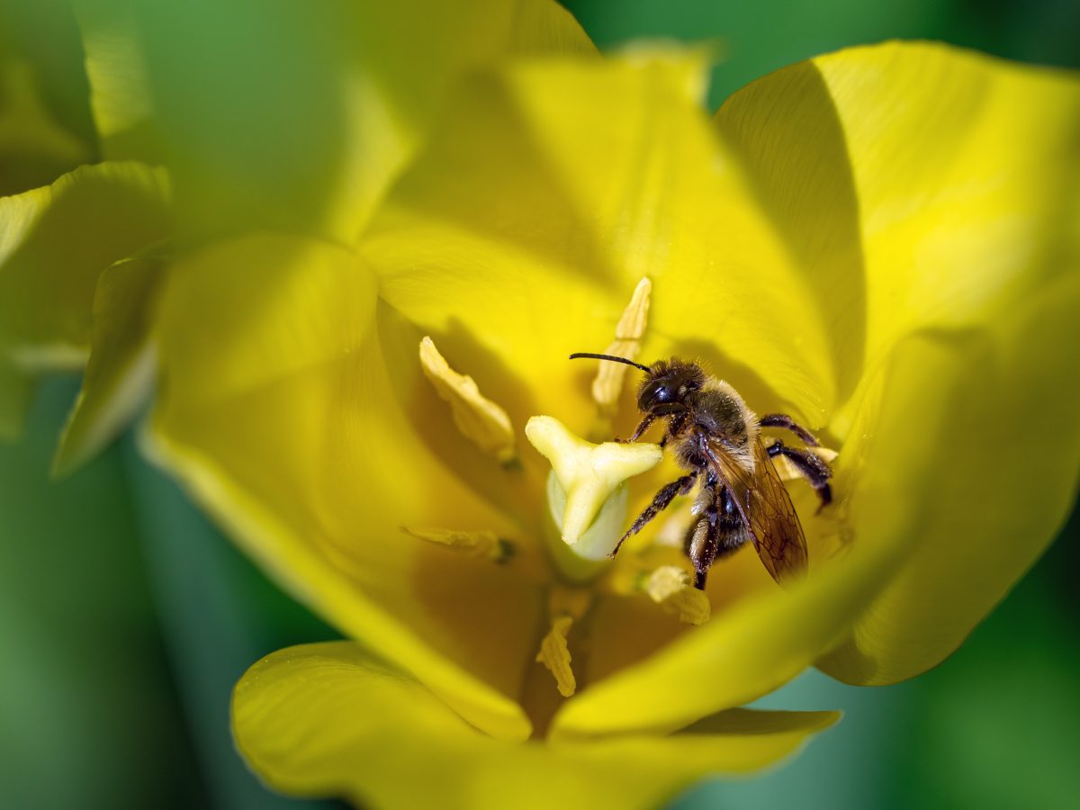 Räddar vi bina genom att rädda bina?